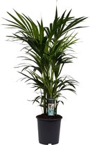 FloriaFor - Kentia Palm - - ↨ 120cm - ⌀ 27cm
