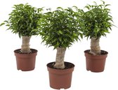 FloriaFor - Ficus Natasja - - ↨ 35cm - ⌀ 12cm