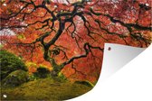 Tuinposter - Tuindoek - Tuinposters buiten - Japanse esdoorn in het park - 120x80 cm - Tuin