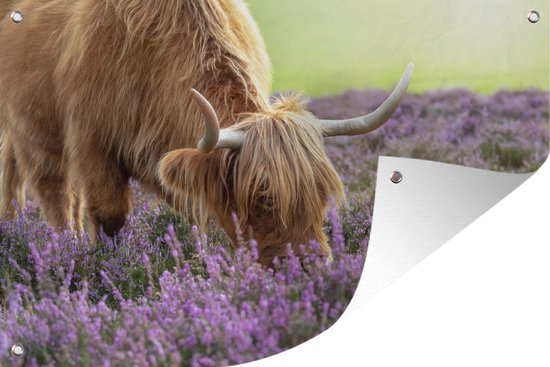 Une vache dans la bruyère du parc national New Forest en Angleterre Poster de jardin 90x60 cm - Toile de jardin / Toile d'extérieur / Peintures d'extérieur (décoration de jardin)