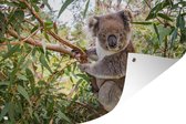 Tuinposter - Tuindoek - Tuinposters buiten - Koala - Bladeren - Takken - Kinderen - Jongens - Meiden - 120x80 cm - Tuin