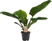 Luchtzuiverende plant | Goed voor de gezondheid | Grote groene bladeren | Haalt schadelijke stoffen uit de lucht | Philodendron - Ø 14 cm - Hoogte 45 cm (waarvan +/- 30 cm plant en 15 cm pot)