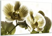 Schilderij Op Canvas Orchidee - Grijs, Wit - 120x70cm 1Luik - Foto Op Canvas - GroepArt 6000+ Schilderijen 0p Canvas Art Collectie - Wanddecoratie - Woonkamer - Slaapkamer - Canvas Print