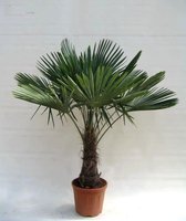 Trachycarpus fortunei - stam 40-50 cm - totale hoogte 150-170 cm - pot Ø 36 cm - Palmen  - MyPalmShop