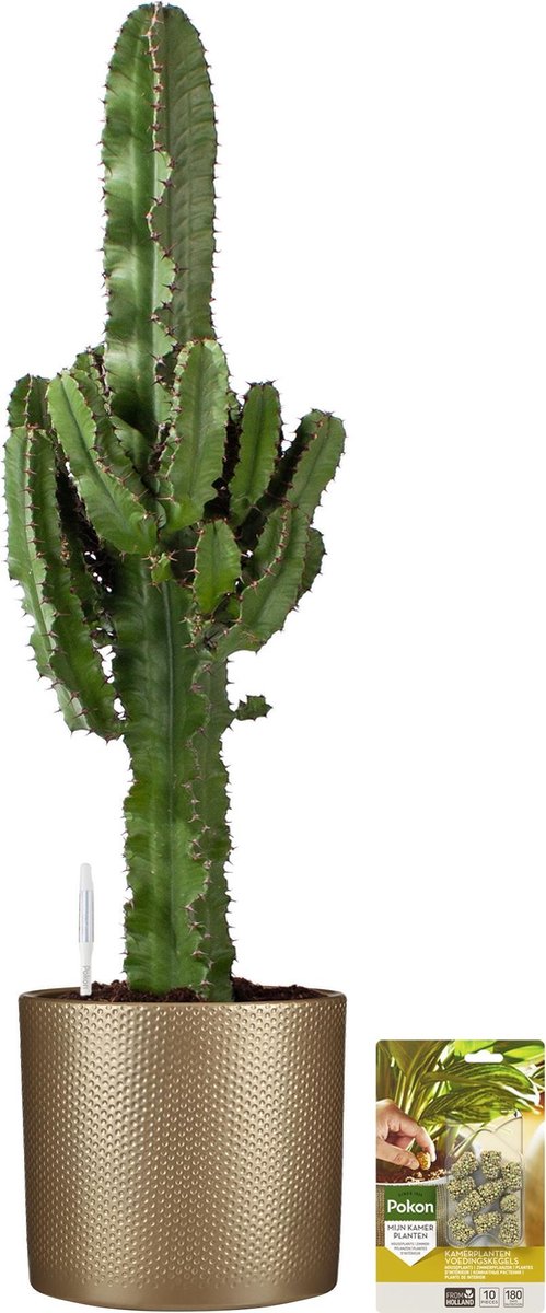 Pokon Powerplanten Euphorbia 70 cm ↕ Kamerplanten Planten voor Binnen Cowboy Cactus met Plantenvoeding Vochtmeter