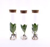 Kamerplanten van Botanicly – 3 × Varkensboom incl. designe glas als set – Hoogte: 15 cm – Clusia