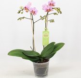 Orchidee van Botanicly – Vlinder orchidee – Hoogte: 45 cm, 1 tak – Phalaenopsis Multiflora Sweet Red Lip