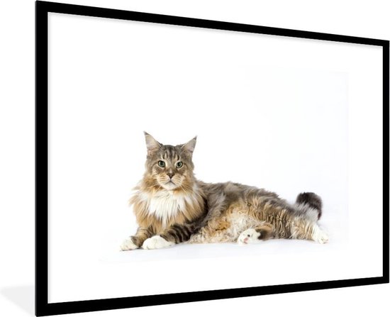 QBIREX Chat Maine Coon Sur Les Toilettes, Images Murales
