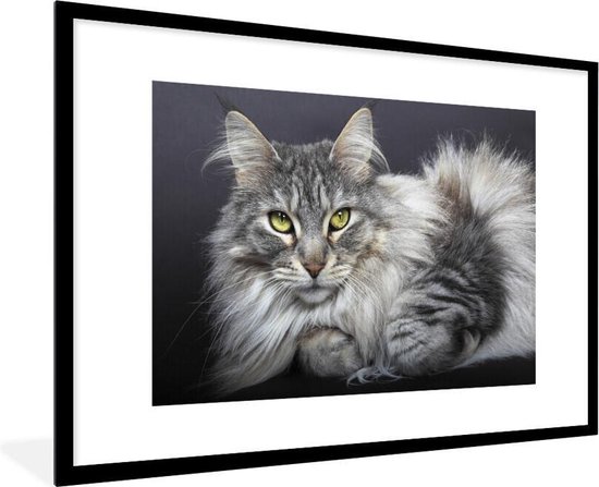 Affiche avec cadre Un chat Maine Coon - 120x80 cm
