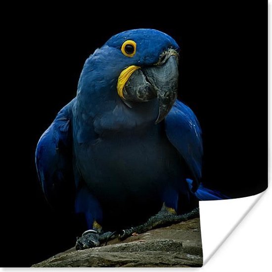 Poster - Een hyacint ara op een stronk zwarte achtergrond - 75x75 cm |  bol.com