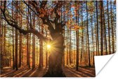 Zonnestralen achter herfstbos poster papier 180x120 cm - Foto print op Poster (wanddecoratie woonkamer / slaapkamer) XXL / Groot formaat!