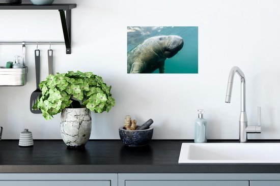 Affiche - Photo sous-marine d'un Lamantin - 30x20 cm
