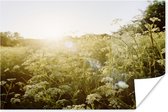 Witte bloemen bij zonsopkomst poster papier 40x30 cm - klein - Foto print op Poster (wanddecoratie woonkamer / slaapkamer) / Bloemen Poster