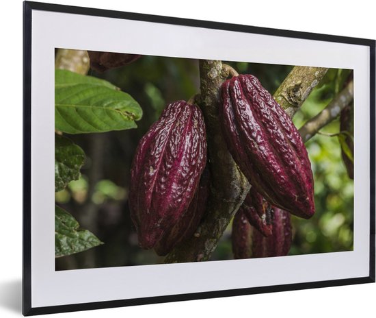 Fotolijst incl. Poster - Rood cacaobonen in de peulenschil in de jungle van Peru - 60x40 cm - Posterlijst