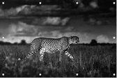 Jagende Cheetah - Foto op Tuinposter - 120 x 80 cm
