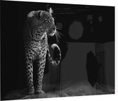 Loerende Jaguar op zwarte achtergrond - Foto op Plexiglas - 90 x 60 cm