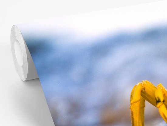 Papier peint photo peint photo vinyle - Crabe coloré sur le sable largeur 600 cm x hauteur 400 cm - Tirage photo sur papier peint (disponible en 7 tailles)