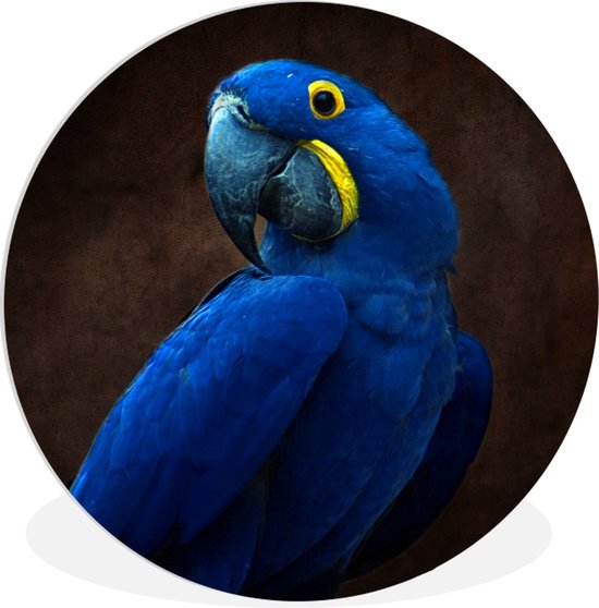 Portrait d'un ara hyacinthe sur fond gris Assiette en plastique cercle mural ⌀ 140 cm