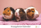 Idée cadeau ! | Lapins - Hamsters - Calendrier d'anniversaire de Rongeurs 35x24cm | Calendrier mural | Calendrier