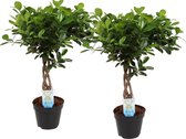 Duo Ficus macrocarpa Moclame gevlochten stam – ↨ 65cm – ⌀ 17cm