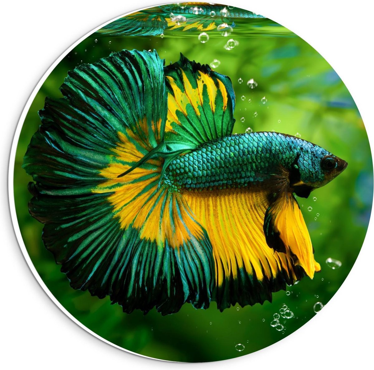 Forex Wandcirkel - Groen/Gele Vis in Aquarium - 20x20cm Foto op Wandcirkel (met ophangsysteem)