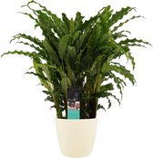 Decorum Calathea Bluegrass met Elho brussels soap – ↨ 60cm – ⌀ 17cm