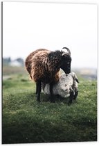 Dibond - Schapen met Hoorns  - 60x90cm Foto op Aluminium (Met Ophangsysteem)