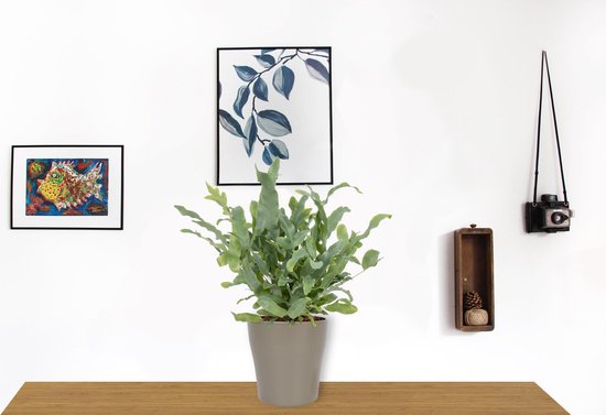 Phlebodium blue star 35cm - plante d'intérieur
