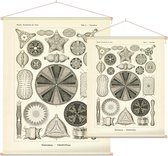 Triceratium - Diatome (Kunstformen der Natur), Ernst Haeckel - Foto op Textielposter - 90 x 120 cm