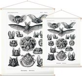 Vampyrus - Chiroptera (Kunstformen der Natur), Ernst Haeckel - Foto op Textielposter - 45 x 60 cm