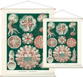 Aurelia - Discomedusae (Kunstformen der Natur), Ernst Haeckel - Foto op Textielposter - 90 x 120 cm