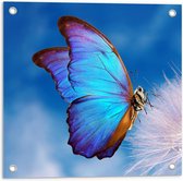 Tuinposter – Blauwe Vlinder op Witte Paardenbloem - 50x50cm Foto op Tuinposter  (wanddecoratie voor buiten en binnen)