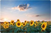 Tuinposter Zomerse Zonnebloemen