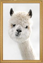 JUNIQE - Poster met houten lijst Peeky Alpaca -30x45 /Wit