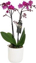 Orchidee van Botanicly – Vlinder orchidee in witte keramische pot als set – Hoogte: 45 cm, 1 tak – Phalaenopsis Cosy Candy