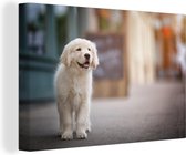 Une marche chiot Golden Retriever sur le trottoir en toile 120x80 cm - impression photo sur toile peinture Décoration murale salon / chambre à coucher) / Animaux domestiques Peintures Toile