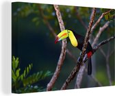 Un toucan est assis haut dans un arbre Toile 90x60 cm - Tirage photo sur toile (Décoration murale salon / chambre)