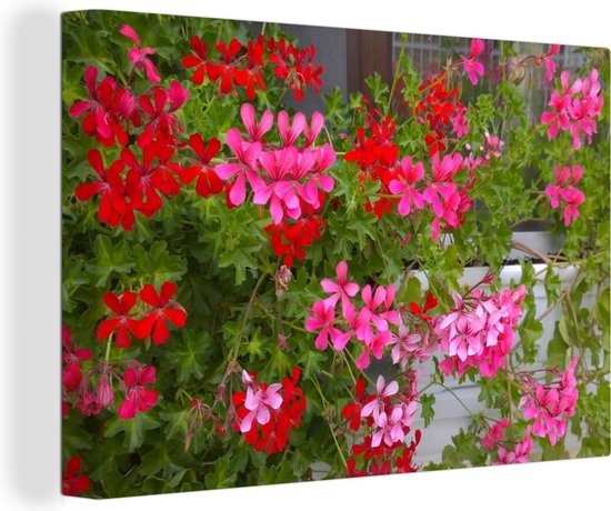 Canvas Schilderij Geranium bloemen in de tuin - 90x60 cm - Wanddecoratie