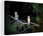 Deux hiboux fauves rayés dans la nuit de la forêt tropicale sur toile 60x40 cm - Tirage photo sur toile (Décoration murale salon / chambre)