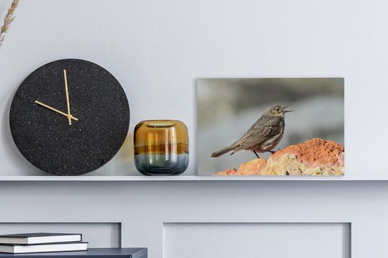 A chantant Pipit Toile 30x20 cm - petit - Tirage photo sur toile (Décoration murale salon / chambre)