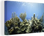 Un corail dur tropical dans une toile de mer bleu clair 30x20 cm - petit - Tirage photo sur toile (Décoration murale salon / chambre)