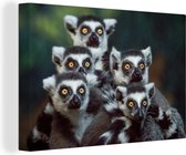 Les lémuriens à queue annelée regardent dans un sens avec leurs yeux jaunes sur toile 140x90 cm - Tirage photo sur toile peinture (décoration murale salon / chambre) / animaux sauvages peintures sur toile