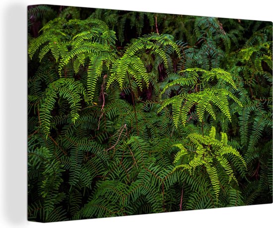 Fougères sur fond sombre 180x120 cm - Tirage photo sur toile (Décoration murale salon / chambre) XXL / Groot format!