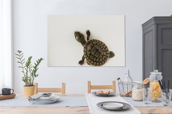Bébé tortue marche toile sur fond blanc 2cm 120x80 cm - impression photo sur toile peinture Décoration murale salon / chambre à coucher) / Animaux sauvages Peintures Toile