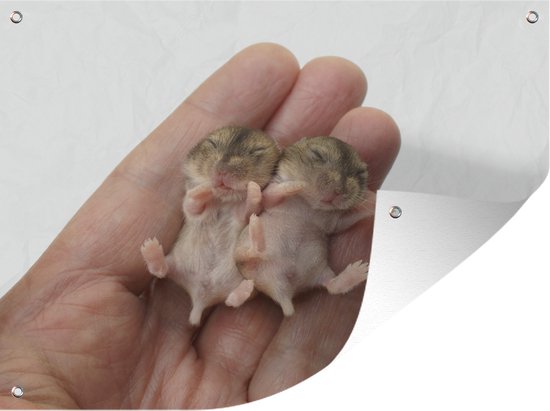 Tuin decoratie Twee baby hamsters - 40x30 cm - Tuindoek - Buitenposter