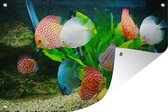 Tuindecoratie Vissen in een aquarium - 60x40 cm - Tuinposter - Tuindoek - Buitenposter