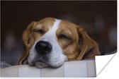 Slaperige Beagle ligt te slapen Poster 120x80 cm - Foto print op Poster (wanddecoratie woonkamer / slaapkamer) / Huisdieren Poster