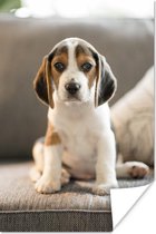 Schattige Beagle puppy zit op de bank Poster 60x90 cm - Foto print op Poster (wanddecoratie woonkamer / slaapkamer) / Huisdieren Poster