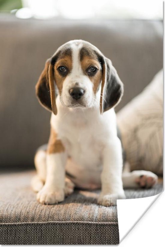 Mignon chiot Beagle est assis sur le canapé Poster 60x90 cm - Tirage photo sur Poster (décoration murale salon / chambre) / Poster Animaux domestiques