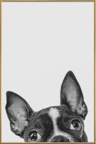 JUNIQE - Poster met kunststof lijst French Bulldog II -40x60 /Grijs &